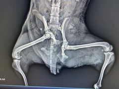 -喜多萌中农锦绣动物医院24H·猫科·牙科MRI·CT