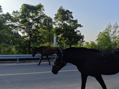 -铁山坪森林公园