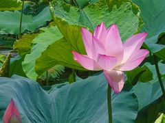 -荔湾湖公园