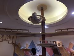 -滚猫咖啡·猫咖·猫友好撸猫(未来城店)