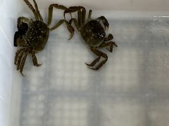 -阳澄湖大闸蟹·琼灵阁牌品牌连锁(吴中总店)