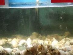 招牌海鲜炒粉干-小厨师·二十年沈家门小海鲜(百井坊巷店)