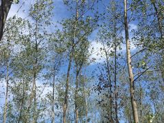 -黄海国家森林公园