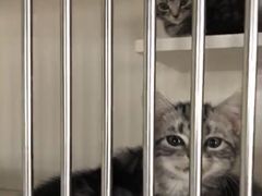 -东方名猫馆·英短金渐层布偶猫舍(环线广场1号楼店)