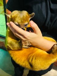 -Zoolung Zoolung动物主题公园(海信广场店)