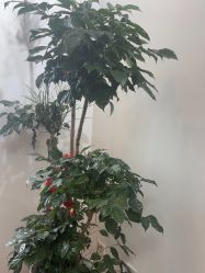 -四季·予你日式美甲美睫Nail