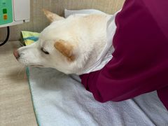 -北京观赏动物医院·24小时大型综合·猫专科·异宠专科