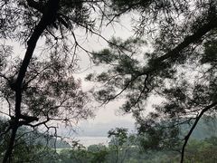 -深圳仙湖植物园