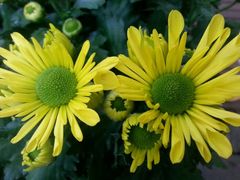android_upload_pic-新竹里馆·花园餐厅(兴苑路店)