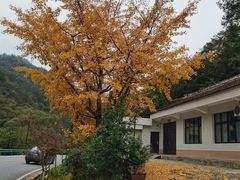 -狮子沟牧场