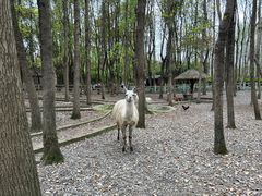 -昆山城市生态森林公园