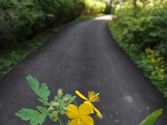 -黑龙江省森林植物园