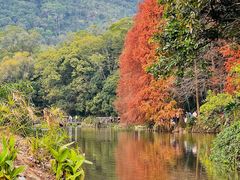-深圳仙湖植物园