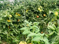 -庞各庄西瓜蔬菜采摘园·锦华瓜园