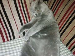 -瑞鹏宠物医院·爱宠堂·骨外专科(西荷分院)