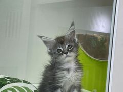 -青奢宠物·青奢猫舍