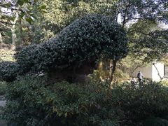 -秋霞圃