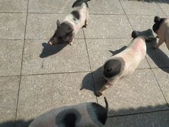 -西霞口神雕山野生动物世界