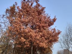 -贡湖湾湿地公园