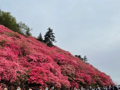-木兰云雾山
