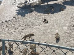 -西霞口神雕山野生动物世界