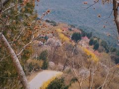 -北京西山国家森林公园