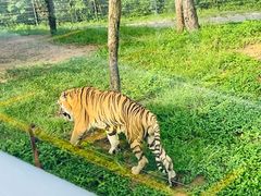 -深圳野生动物园