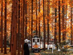 -黄海国家森林公园