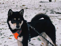 -北京恒爱动物医院(清景园分院)