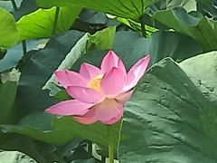 -大宁郁金香公园-停车场