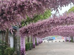 -南汇桃花村