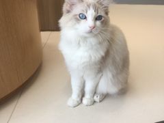 -飞行喵MR PILOT|猫舍·猫咖(静安大融城店)