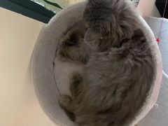 -lincat·猫舍(广州店)