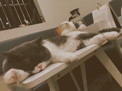 二饼-22cafe