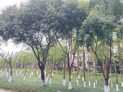 -重庆彩云湖湿地公园