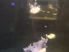 -重庆欢乐海底世界