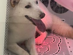 -FAELING PETS美天灵宠物(合生汇店)