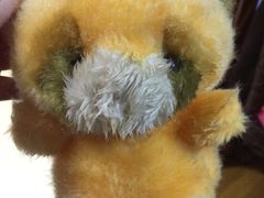 -爱侣宠医·鹦鹉专科·小型哺乳类·异宠专科(灵石路店)