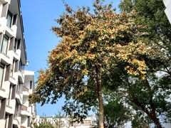 -苏州香山国际大酒店