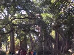 -瑞丽独树成林风景区