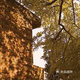 广东小众银杏观赏地 附冬日暖阳调色教程