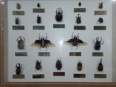 -上海昆虫博物馆