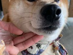 -柴犬高等学院·狗咖·柴犬售卖·宠物训练