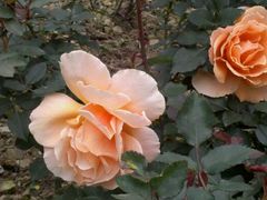 -人民公园(罗湖区)