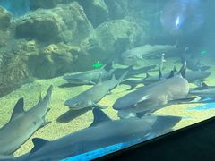 -青岛海底世界-水族馆