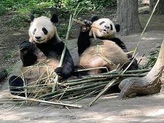 -都江堰中华大熊猫苑