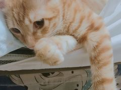 -美联众合动物医院(·中兽医·疑难杂症·严家桥分院)