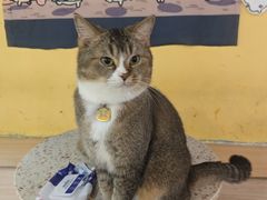 -喵小馆·猫咖狗咖猪咖·饮品店