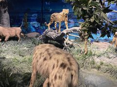 -国家自然博物馆