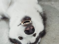 -星多哈·狗咖·拼豆·咖啡